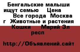 Бенгальские малыши ищут семью) › Цена ­ 5 500 - Все города, Москва г. Животные и растения » Кошки   . Марий Эл респ.